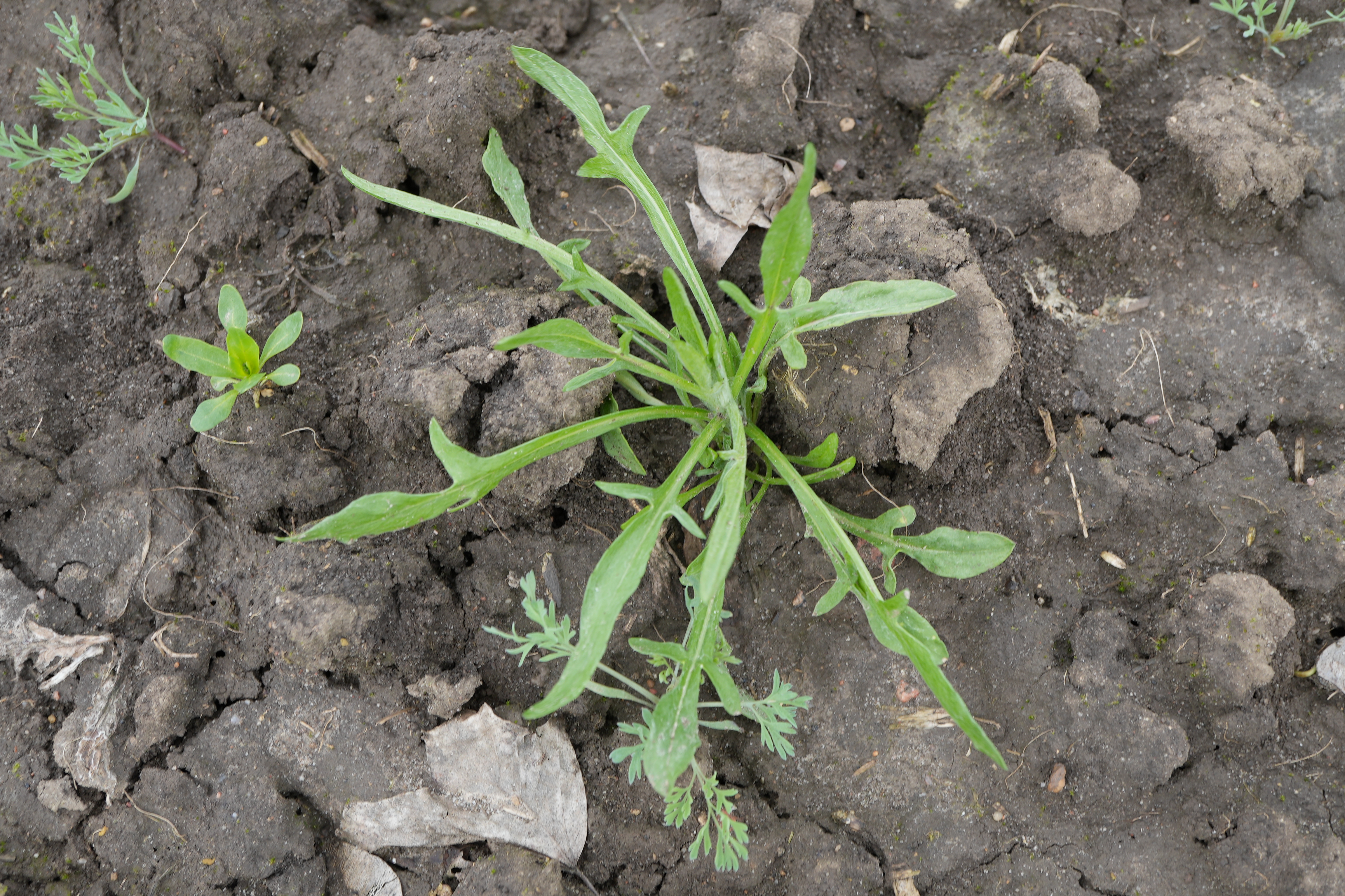 Najczęściej występujące chwasty w rzepaku