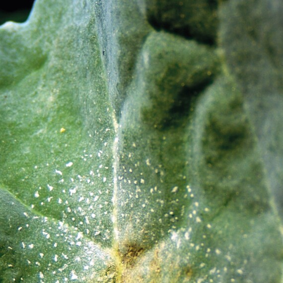 Cylindrosporioza roślin