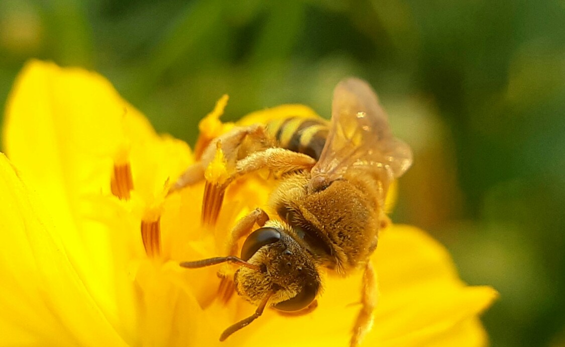 A bee pollinates a vibrant yellow flower.