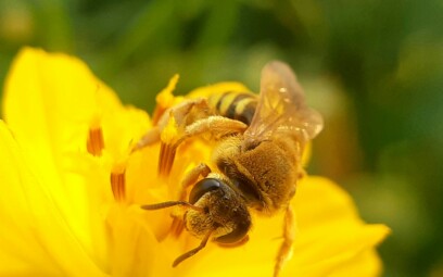 A bee pollinates a vibrant yellow flower.