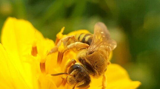 A bee pollinates a vibrant yellow flower.