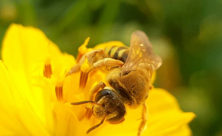 A bee pollinates a vibrant yellow flower.