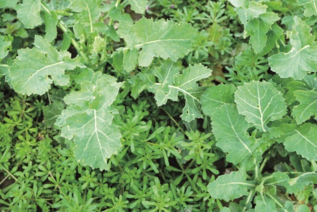 Przytulia czepna