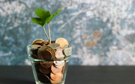 green plant in clear glass vase